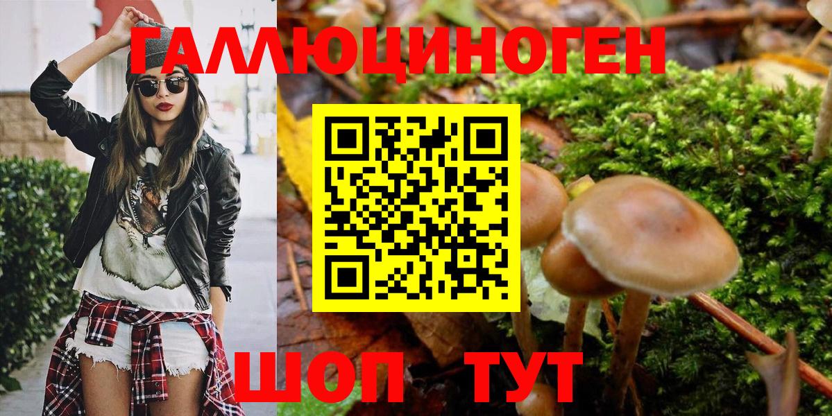 Галлюциногенные грибы Psilocybe Кисловодск